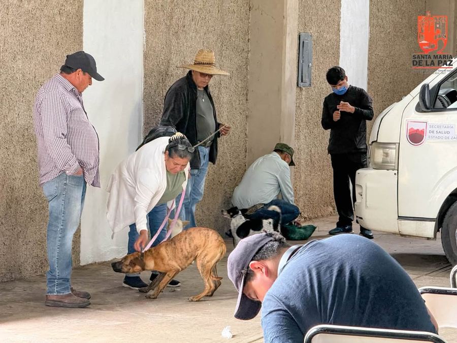 Atención a un perro durante la campaña de esterilización